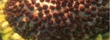 تعرّف على الطعام المفضل لملكة بريطانيا 10 كيكة ابو القنفد