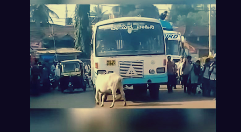 |شاهد| بقرة تنتقم من سائق أتوبيس قتل صغيرها: ما أقدمت عليه يؤكد فهمها لما حدث 1 0256 1