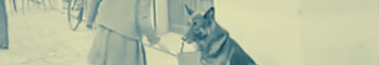 |شاهد بالفيديو| كلب يتسول لشراء اللحمة: يجمع المال ويذهب بها للجزار 10 225