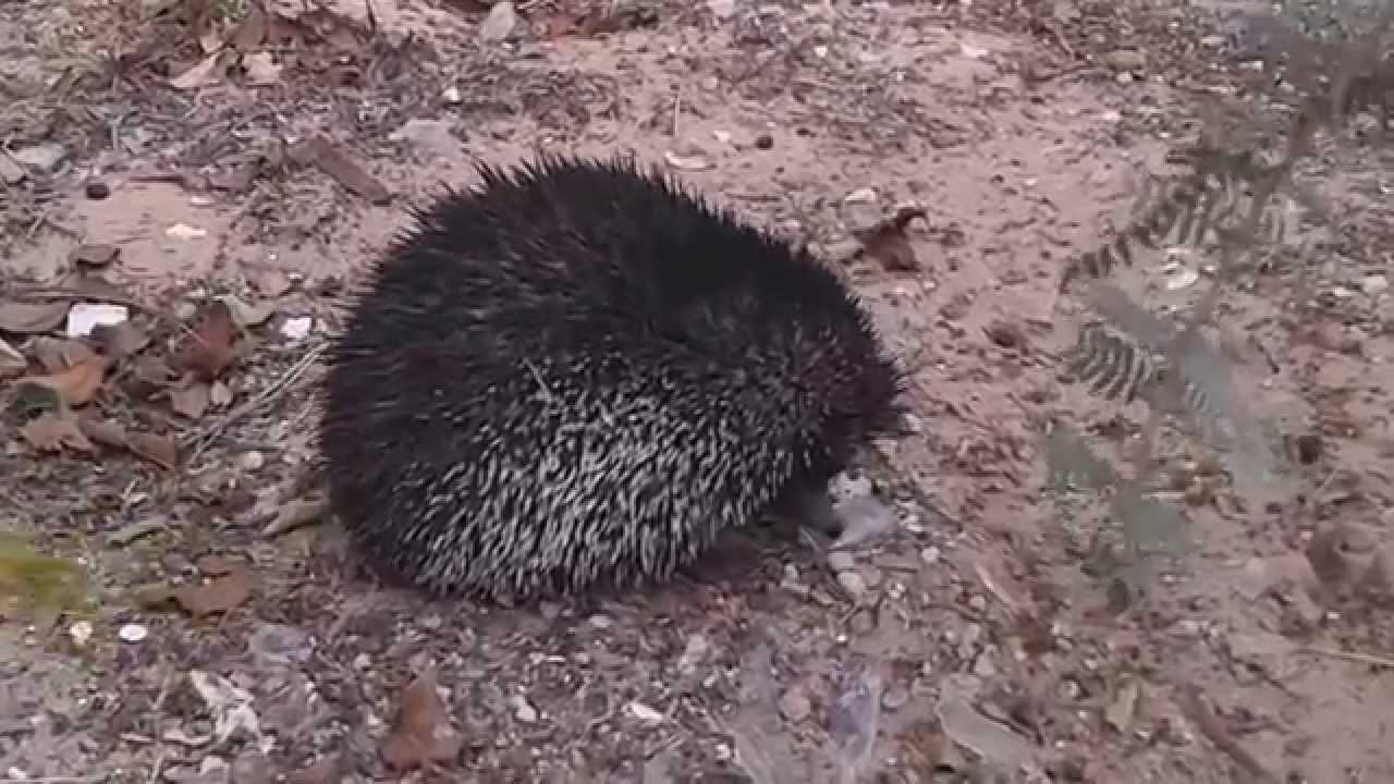 تجار بسوق ليبيا: تفشي (العنوسة) والسرطان وراء إرتفاع أسعار (أبو القنفذ).. هو العلاج للمشكلتين! 1 أبو القنفذ