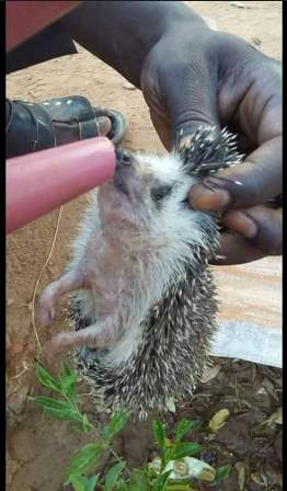 ابو القنفد للبيع.. تعرف على أغرب قصة احتيال حدثت لسوداني في التاريخ الحديث 1 ابو القنفد