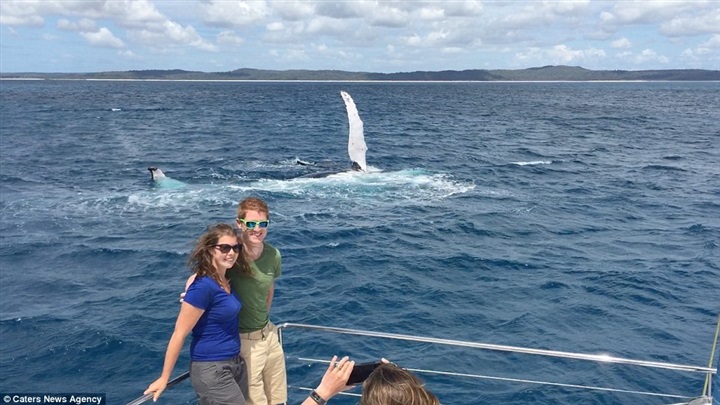 بالصورة .. الحوت القرشي يظهر مرة أخرى بالبحر الأحمر: تحذيرات للتعامل معه 1 حوت دمه تقيل