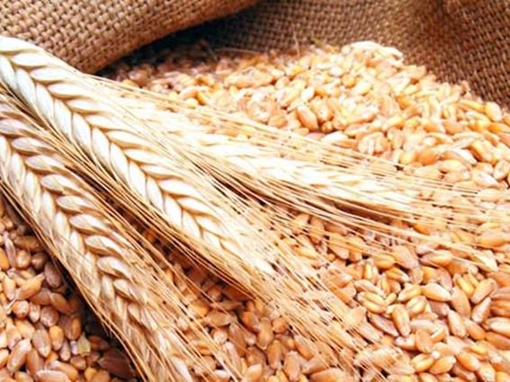 شراب الشعير في الأسواق المحلية مطابق للمواصفات 1 شعير