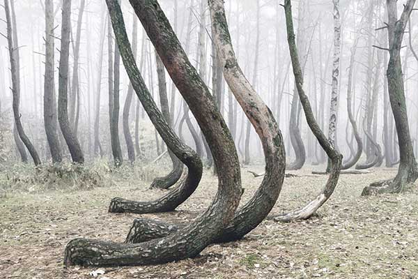 غابة الأشجار المنحنية