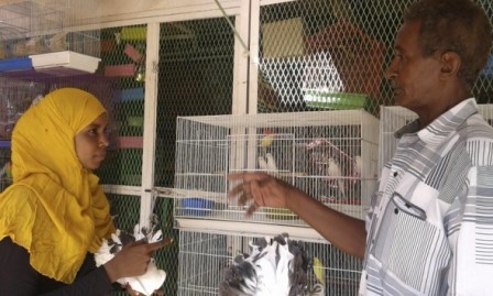 تاجر الطيور الشهير "محمد كمال": هناك أنواع من الحمام نادرة جداً واسمها القنا وسعرها (300-500) جنيه 1 محمد كامل