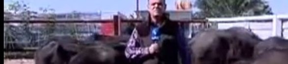 بالفيديو.. جاموسة تطيح بمراسل على الهواء 10 جاموسة تطيح بمراسل على الهواء