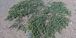 (الضريسة) من أشواك (مؤذية) إلى (وصفة سحرية) لعلاج (الحصوة) 10 ضريس