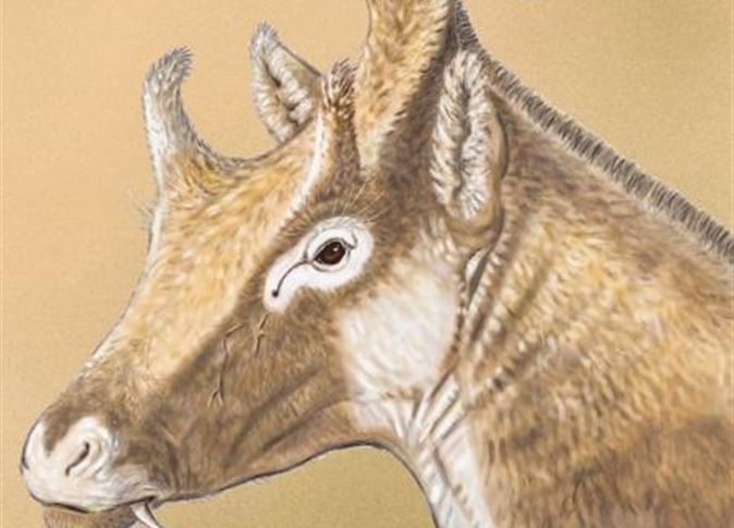 اكتشاف كائن غريب من عصور ما قبل التاريخ 1 392516 0