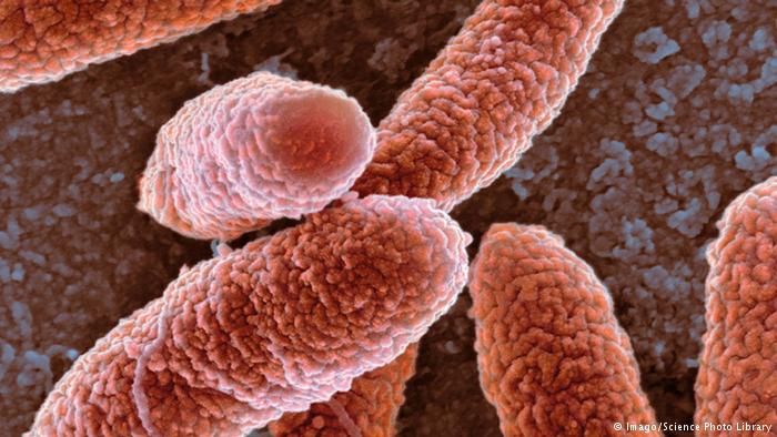 الاعتماد على الجراثيم في تحديد وقت الوفاة بدقة 1 4015661723