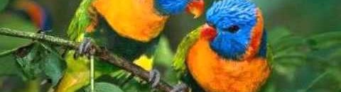 لماذا تغرد العصافير في الصباح الباكر؟ 10 hqdefault 1