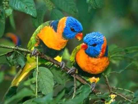 (16) عصفوراً تلغي سفر سوداني من مطار القاهرة 1 hqdefault 1