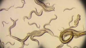 الديدان أمل العلماء في حلّ لغز الشيخوخة 1 images