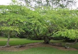 كسلا السودانية تتغلب على آفة شجرة المسكيت 1 المسكيت