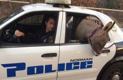 شرطي أمريكي يصطحب حماراً في سيارته 1 امريكي