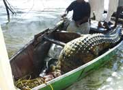 بالفيديو : مزارعون يقتلون تمساحاً عمره 100 عام 1 تمساح