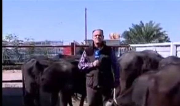 جاموسة تطيح بمراسل على الهواء