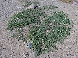 (الضريسة) من أشواك (مؤذية) إلى (وصفة سحرية) لعلاج (الحصوة) 1 ضريس