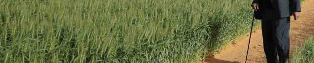 السودان ..موسم ناجح للقمح بمشروع نادك بولاية شمال كردفان 10 البشير امطار2