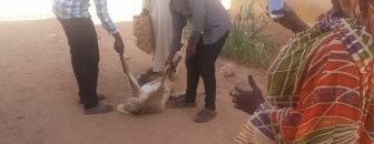 حيران شيخ الامين