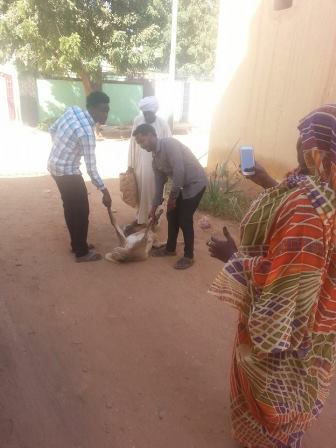 حيران شيخ الامين