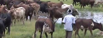 "الزراعة المصرية": تعليق استيراد 3 آلاف رأس ماشية من السودان 10 عجول