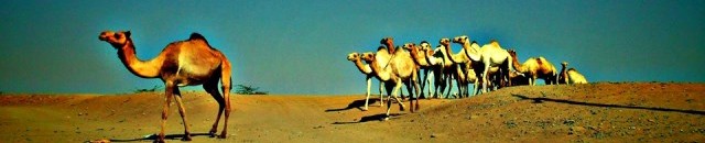 الحركة الإسلامية السودانية تدشن مشروع الهجرة إلى الله الوثبة الثانية لمحليتي أروما وشمال الدلتا بولاية كسلا 10 كسلا16