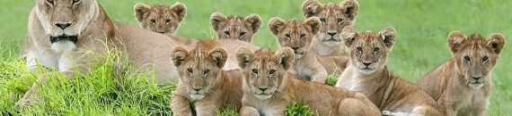 بالفيديو.. اعتبرت حقيقة لسنوات.. تعرف على أبرز طرائف "كذبة أبريل" 11 اسود