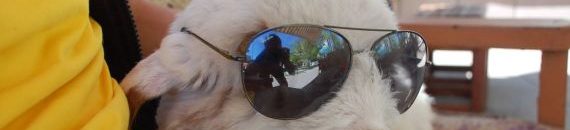 خروف تركي يشرب القهوة ويستمتع بالموسيقى.. تعرف على باقي عاداته الغريبة 10 خروف تركي