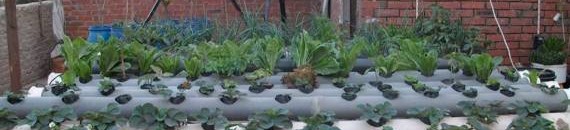 إدارة وقاية النباتات: تعرضنا لنهب وسلب ممنهج طال المقتنيات وتخريب للمعامل 10 زراعة 3