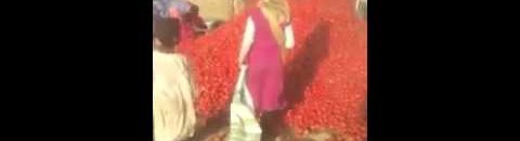 فيديو: افراغ شحنات طماطم في العراء شمالي السودان يصيب رواد التواصل بالحسرة والالم.. ماهي الأسباب؟ 11 طماطم