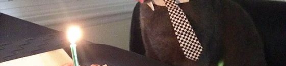 قطة تحتفل بعيد ميلادها