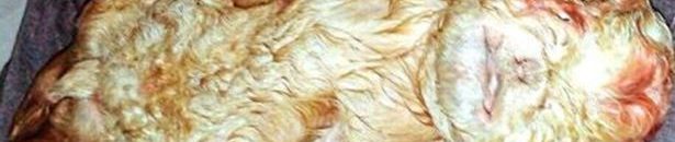 بالصورة .. "معزة" صغيرة بوجه طفل في الفيوم 11 ماعز بوجة طفل