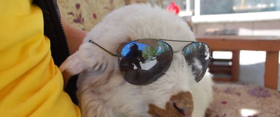 خروف تركي يشرب القهوة ويستمتع بالموسيقى.. تعرف على باقي عاداته الغريبة 1 خروف تركي