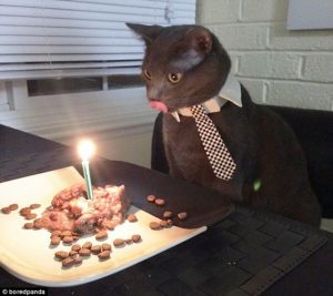 قطة تحتفل بعيد ميلادها