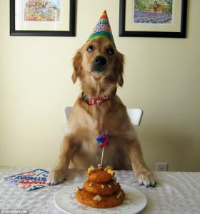 كلب يحتفل بعيد ميلادة