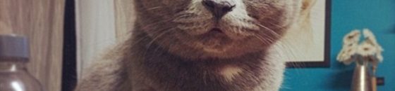 شاهد بالفيديو.. قطة تشاهد مشاجرة عنيفة بين فأرين ضخمين دون تدخل 10 القط المندهش» يخيب توقعات الأطباء ويجذب آلاف المعجبين