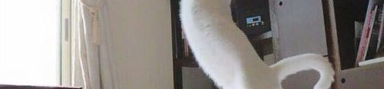 قطة ترقص الباليه تشعل مواقع التواصل الاجتماعي