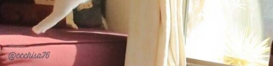 قطة ترقص الباليه تشعل مواقع التواصل الاجتماعي1