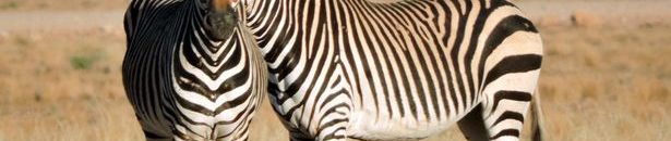 بالفيديو.. شاهد كيف ترى الحيوانات العالم بأعينها 10 لقطات غريبة لحيوانات التقطت في الوقت المناسب