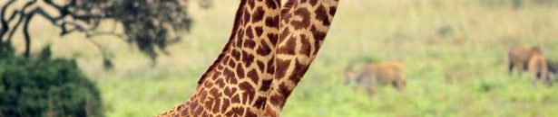 الحكومة تخصص عربات دفع رباعي لمحاربة الصيد الجائر وحماية الحياة البرية 10 لقطات غريبة لحيوانات التقطت في الوقت المناسب2