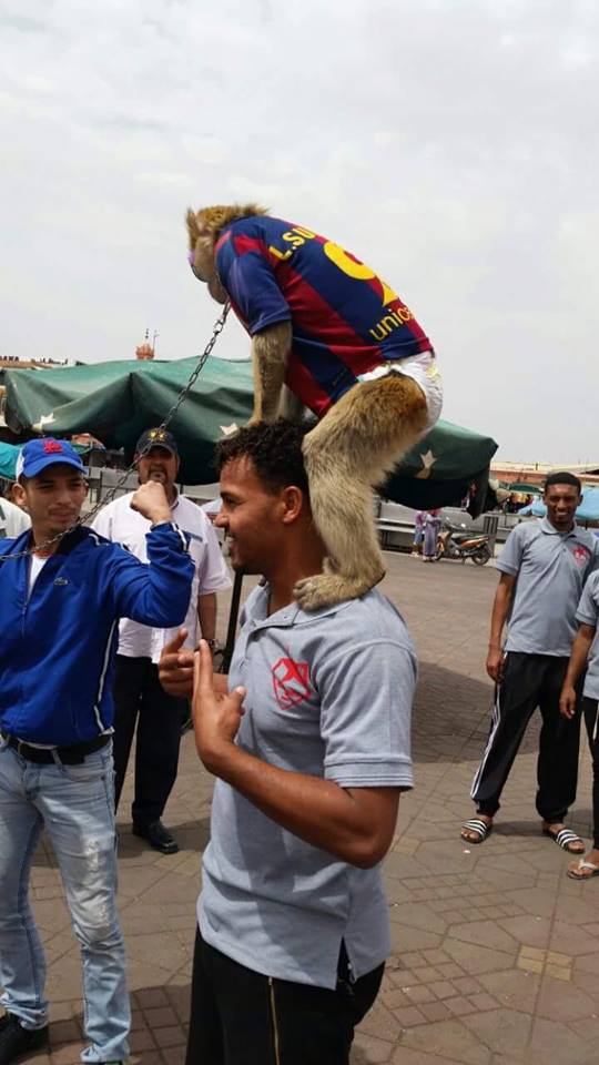 شاهد بالصور.. لاعبو المريخ السوداني يستعينون بالقردة والثعابين لهزيمة المراكشي 1 13220136 1214787681894760 255546817 n