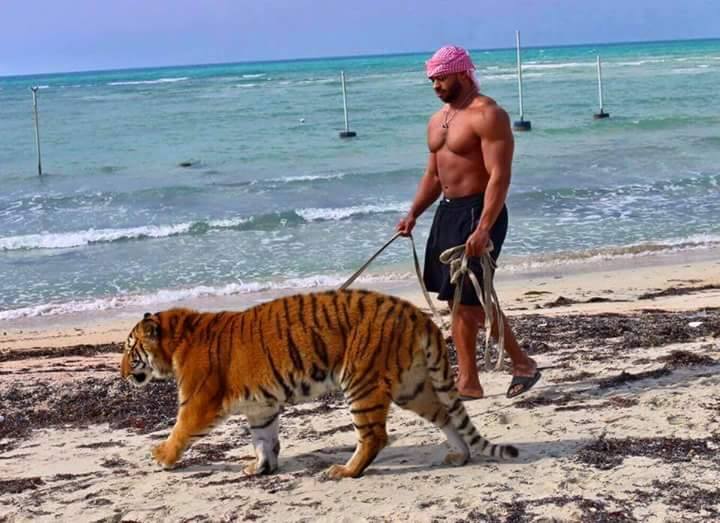 شاهد..نشطاء عرب يتفقون على شجاعة السودانيين بنشرهم صور للبطل محمد عبد اللطيف تظهره وهو يروض النمور 3 نشطاء عرب يتفقون على شجاعة السودانيون بنشرهم صور للبطل محمد عبد اللطيف تظهره وهو يروض النمور