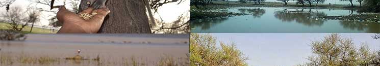 صلاح الدين مصطفى : الرئة الوحيدة للعاصمة السودانية الخرطوم: «غابة السنط» هبة الطبيعة البكر وملتقى طيور قارات العالم 10 21qpt978