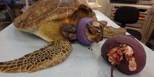 ازالة ورم عملاق من سلحفاء نادرة