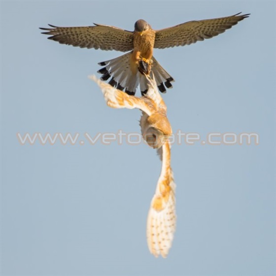 شاهد بالصور.. صقر يسرق طعام بومة أثناء الطيران في الهواء 3 صقر يسرق طعام بومة أثناء الطيران في الهواء1