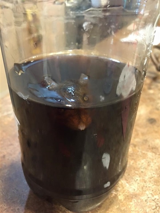 طفل يعثر على فأر داخل زجاجة مشروب غازي