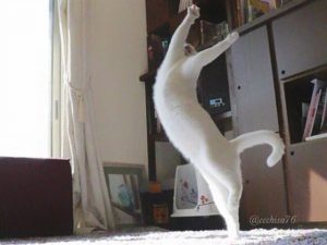 قطة ترقص الباليه تشعل مواقع التواصل الاجتماعي