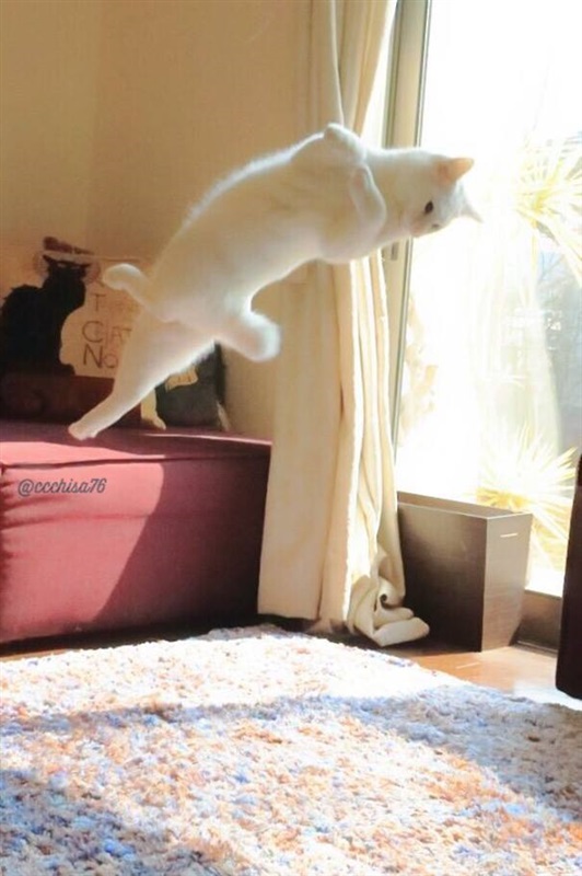 قطة ترقص الباليه تشعل مواقع التواصل الاجتماعي1