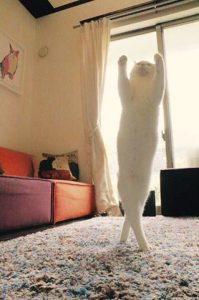 قطة ترقص الباليه تشعل مواقع التواصل الاجتماعي3
