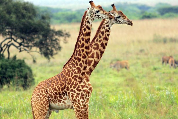 لقطات غريبة لحيوانات التقطت في الوقت المناسب2